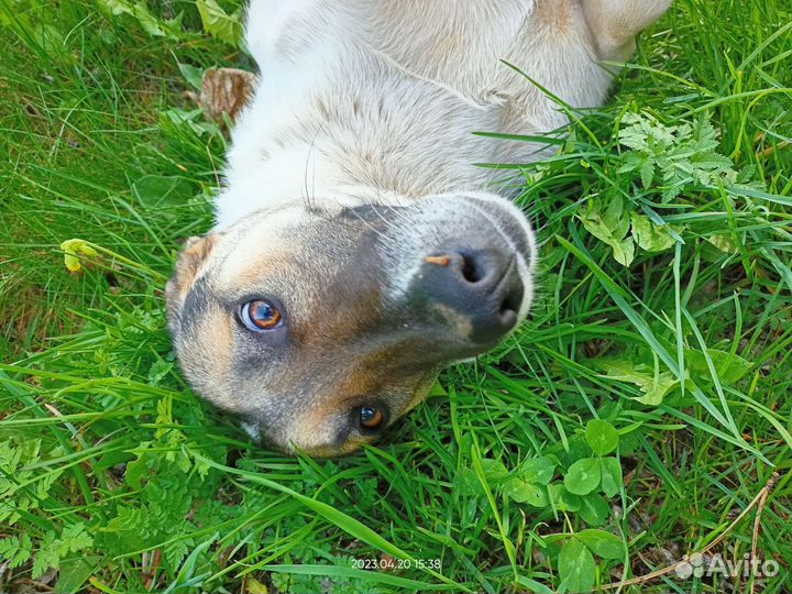 Замечательный мальчик