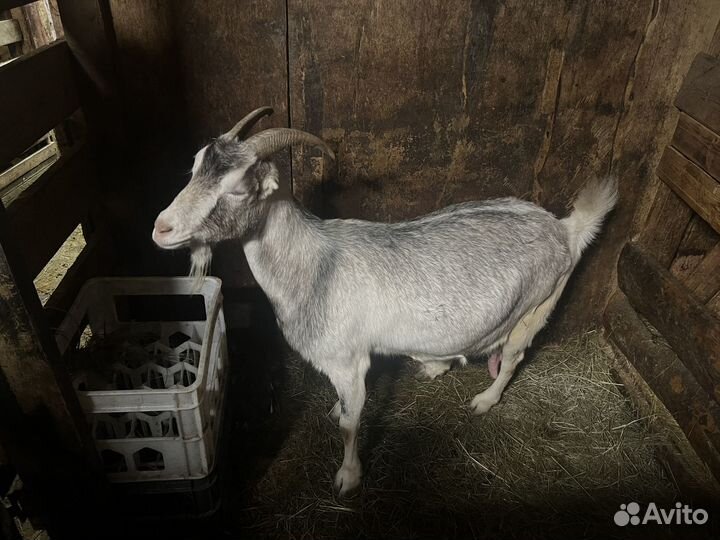 Козочки и коза ламанча