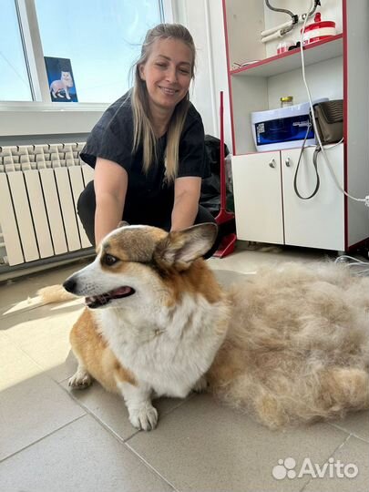 Зоострижки, груминг