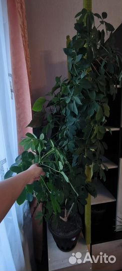 Комнатные цветы шефлера