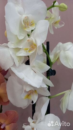 Орхидея фаленопсис