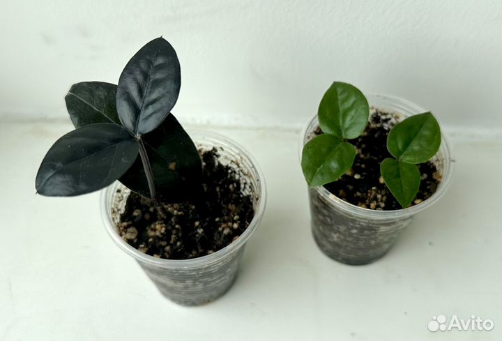 Замиокулькас