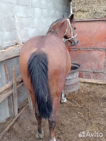 Лошадь кобыла