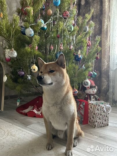 Вязка кобель Сиба Ину