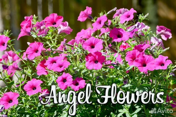 Петуния тайдал 30 литров