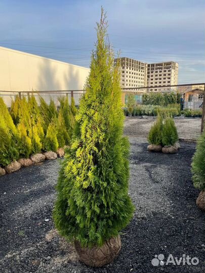 Туя смарагд