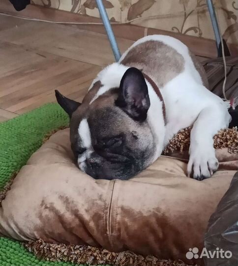 Добросовестная передержка Вашей собаки