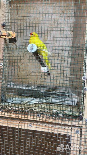 Попугай неразлучники с клеткой