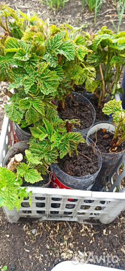 Саженцы малины