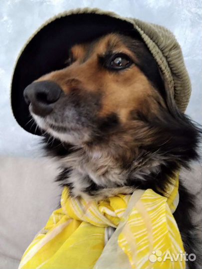 Собака для фотосессии