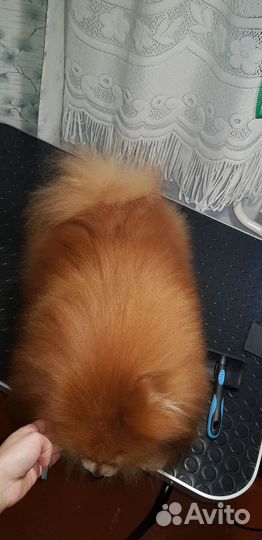 Услуги грумера