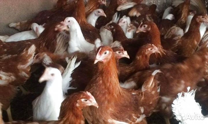 Куры молодки несушки с доставкой до дома