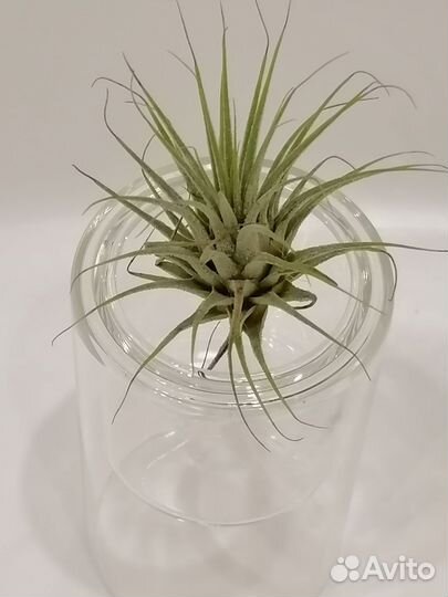 Тилландсия атмосферная