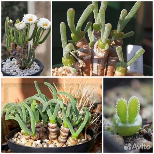 Монилария Ожерелье видная семена