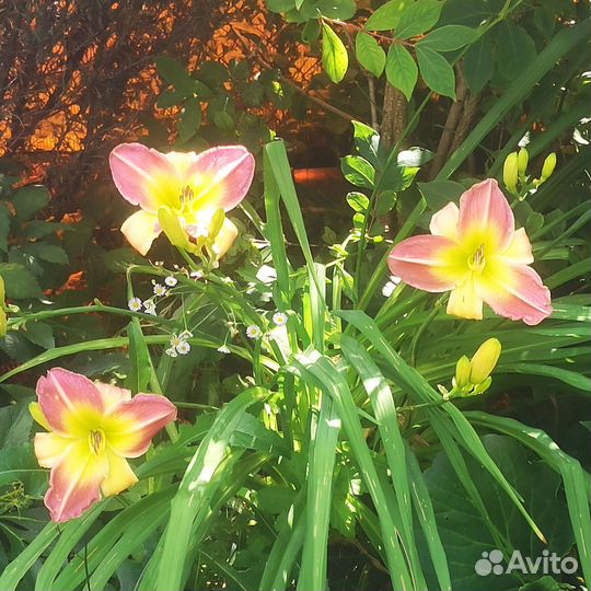 Лилейники сортовые