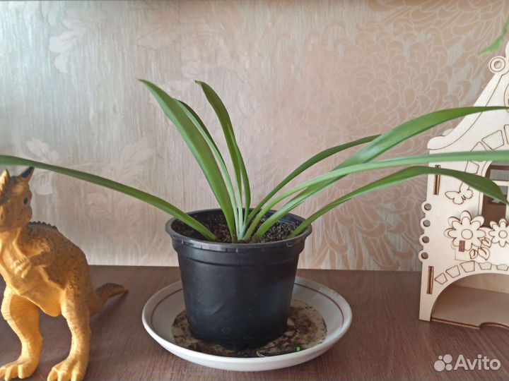 Хлорофитум