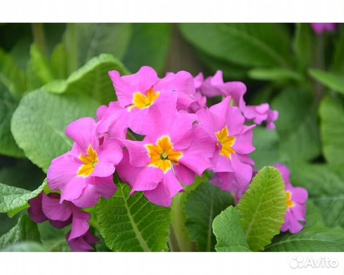 Примула высокая Rosea