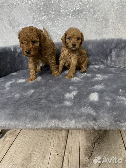 Той-пудель мальчик