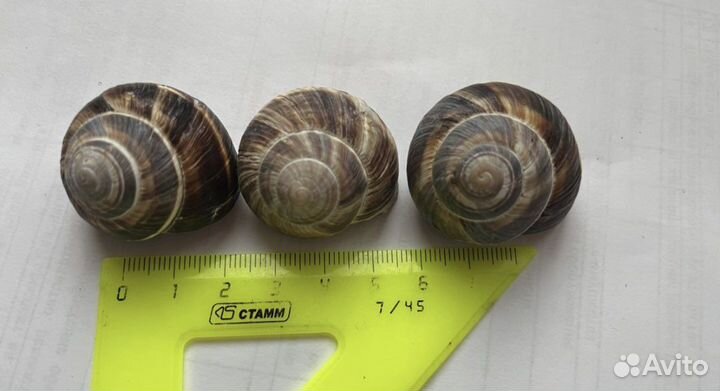 Раковины виноградной улитки
