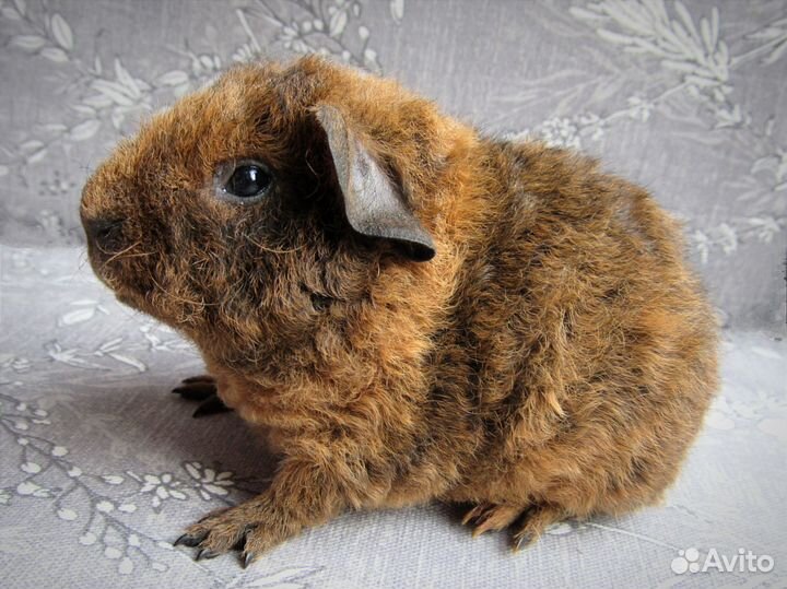 Морская свинка американский тедди