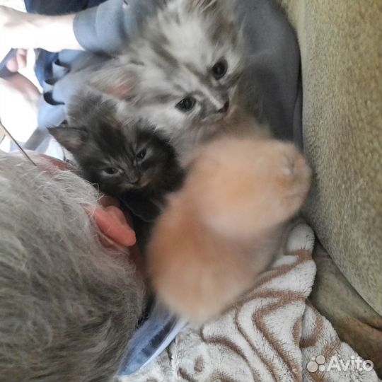 Кошки в добрые руки бесплатно