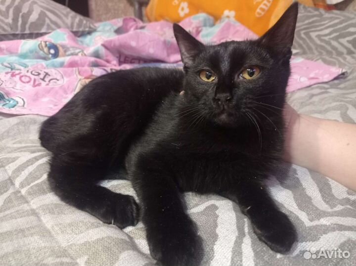 Котик бояка,невидимка.4 мес