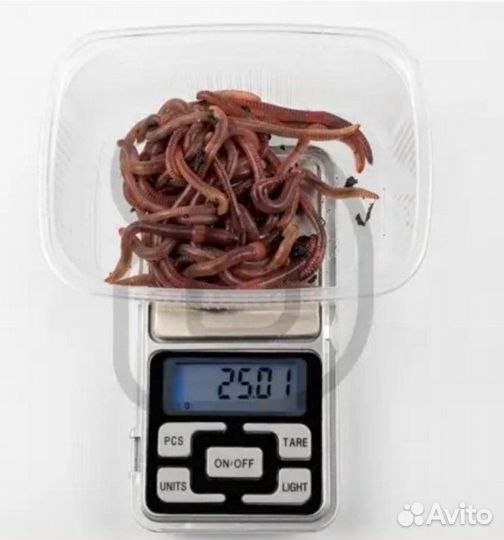 Реальные черви для рыбалки