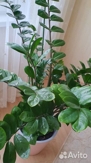 Замиокулькас