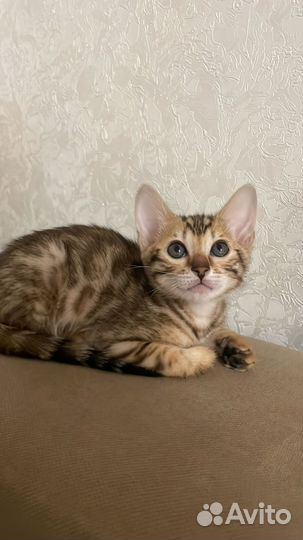 Бенгальская кошка