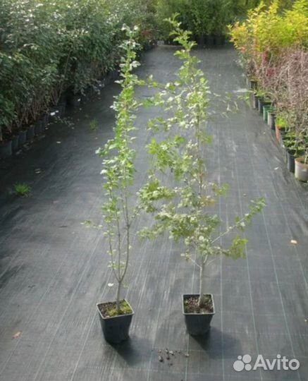 Боярышник сливолистный Оптом