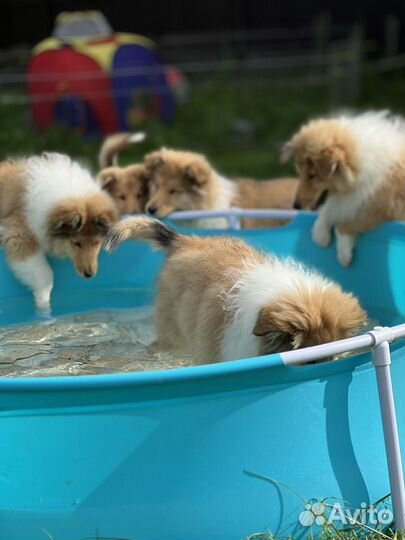 Очаровательные щенки колли