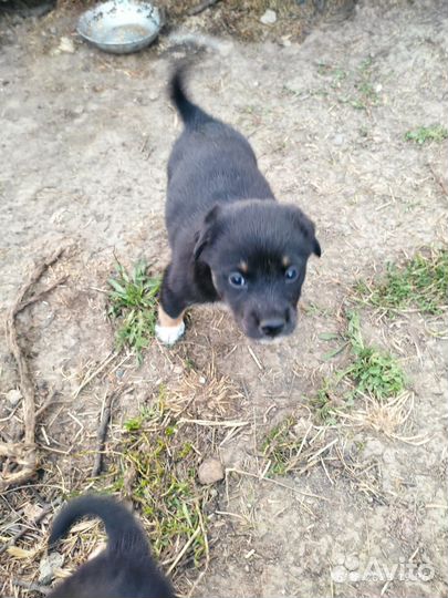 Собака в добрые руки отдам бесплатно