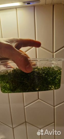 Растение в аквариумное хемиантус микрантемоидес