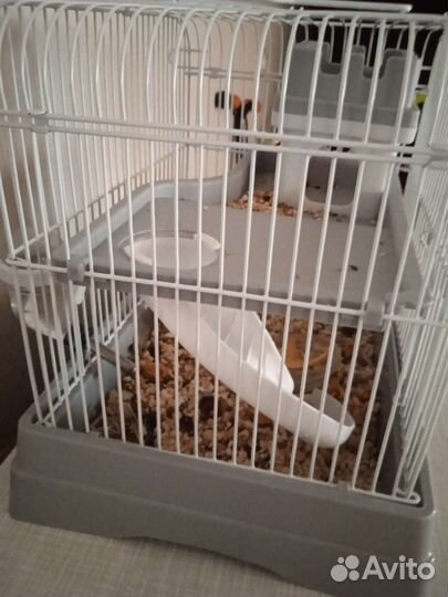 Джунгарский хомяк с клеткой