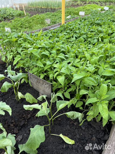Рассада помидоров томатов, перцы, цветы