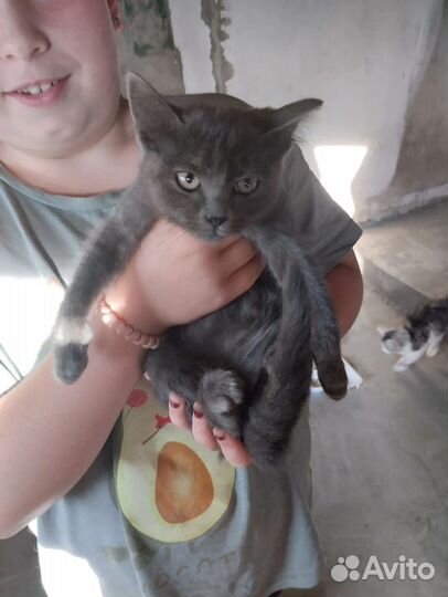 Котята девочки