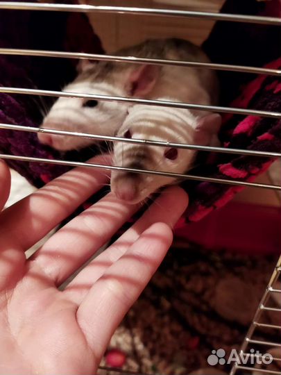 Передержка экзотических питомцев(грызуны/рептилии)