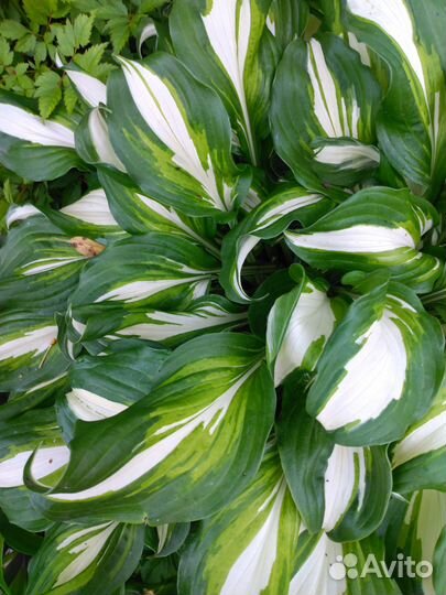 Хоста волнистая Медиовариегата
