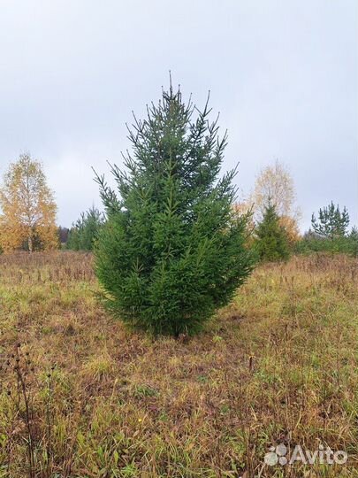 Сосна