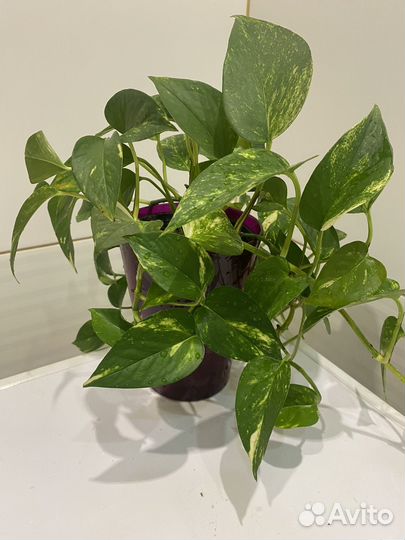 Сциндапсус вьюн