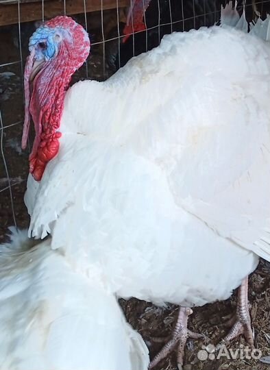 Яйцо инкубационное индейки