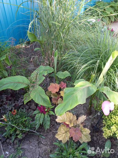 Банановая пальма