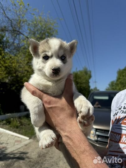 Щенки хаски
