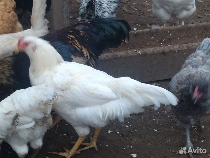 Петухи