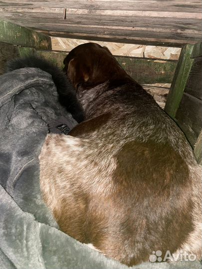 Найдена собака охотничья Курцхаар