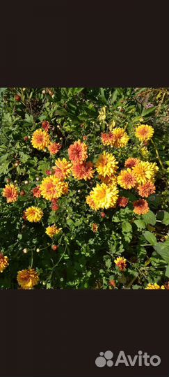 Астильба, хризантемы(разные сорта)