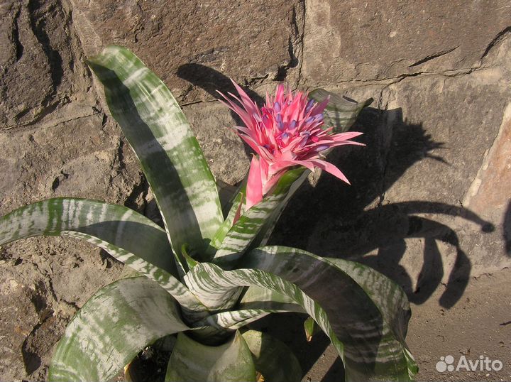 Эхмея цветущая