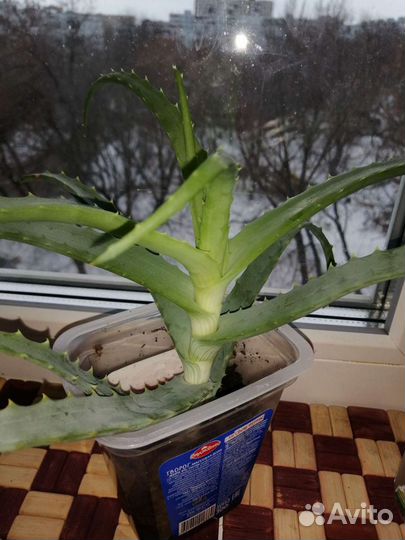 Алоэ молодое