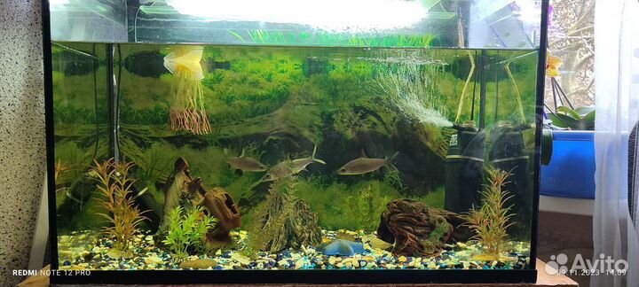 Аквариум