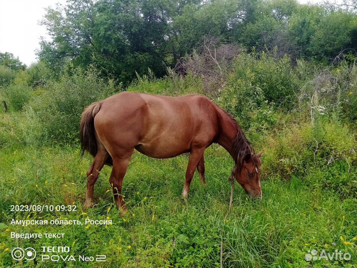 Лошадь кабыла